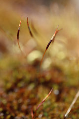 Magic stamen Poster och Canvastavla