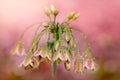Dew Drops Poster och Canvastavla