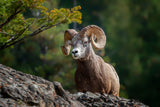 bighorn sheep in Rocky Mountains Poster och Canvastavla