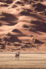A sunset walk in the desert Poster och Canvastavla