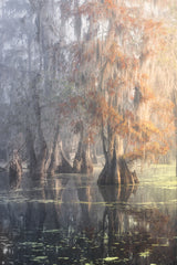 Louisiana Swamp Poster och Canvastavla