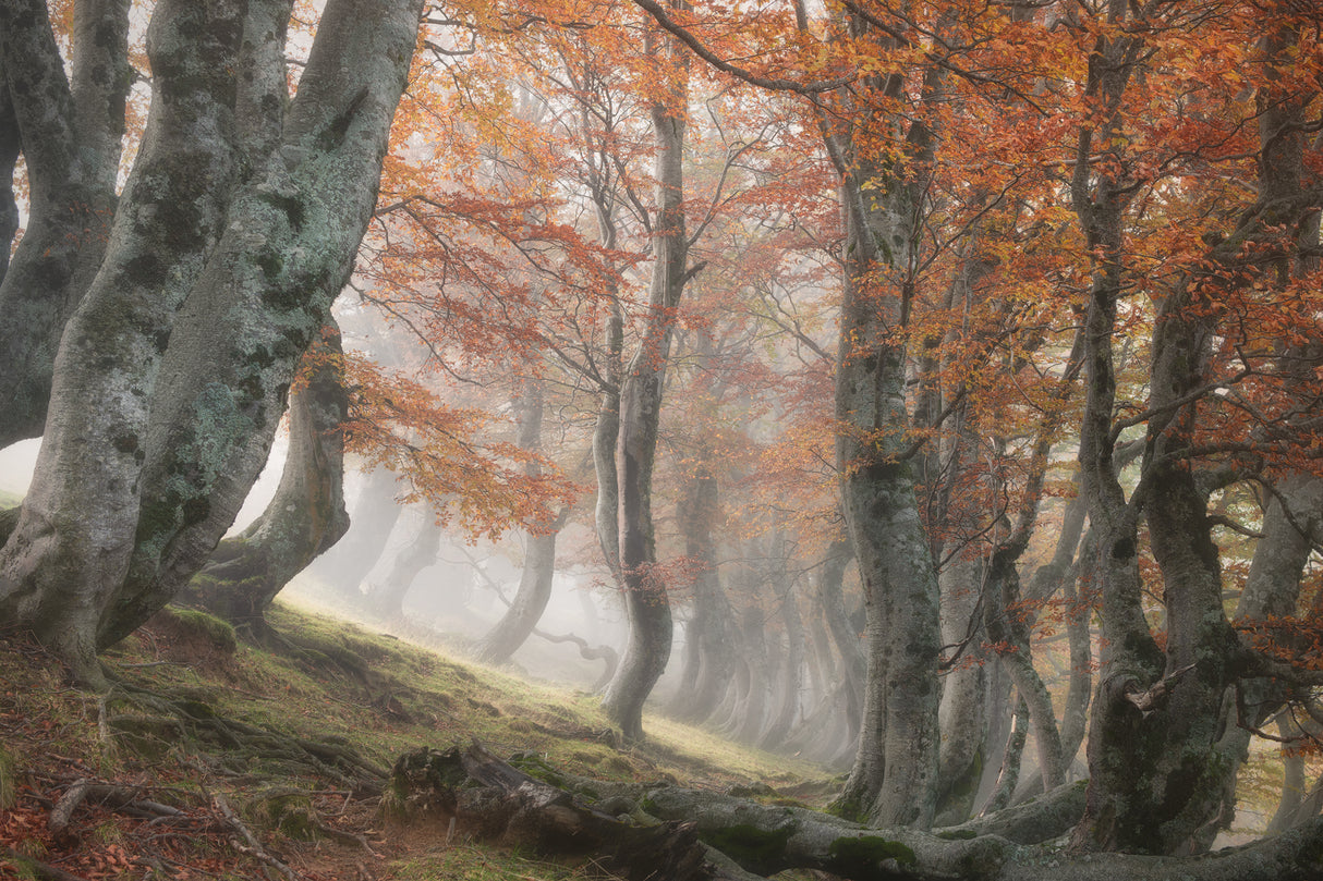 Twisted Beeches Poster och Canvastavla