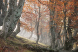 Twisted Beeches Poster och Canvastavla