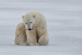 Polar Bear with Branch Poster och Canvastavla