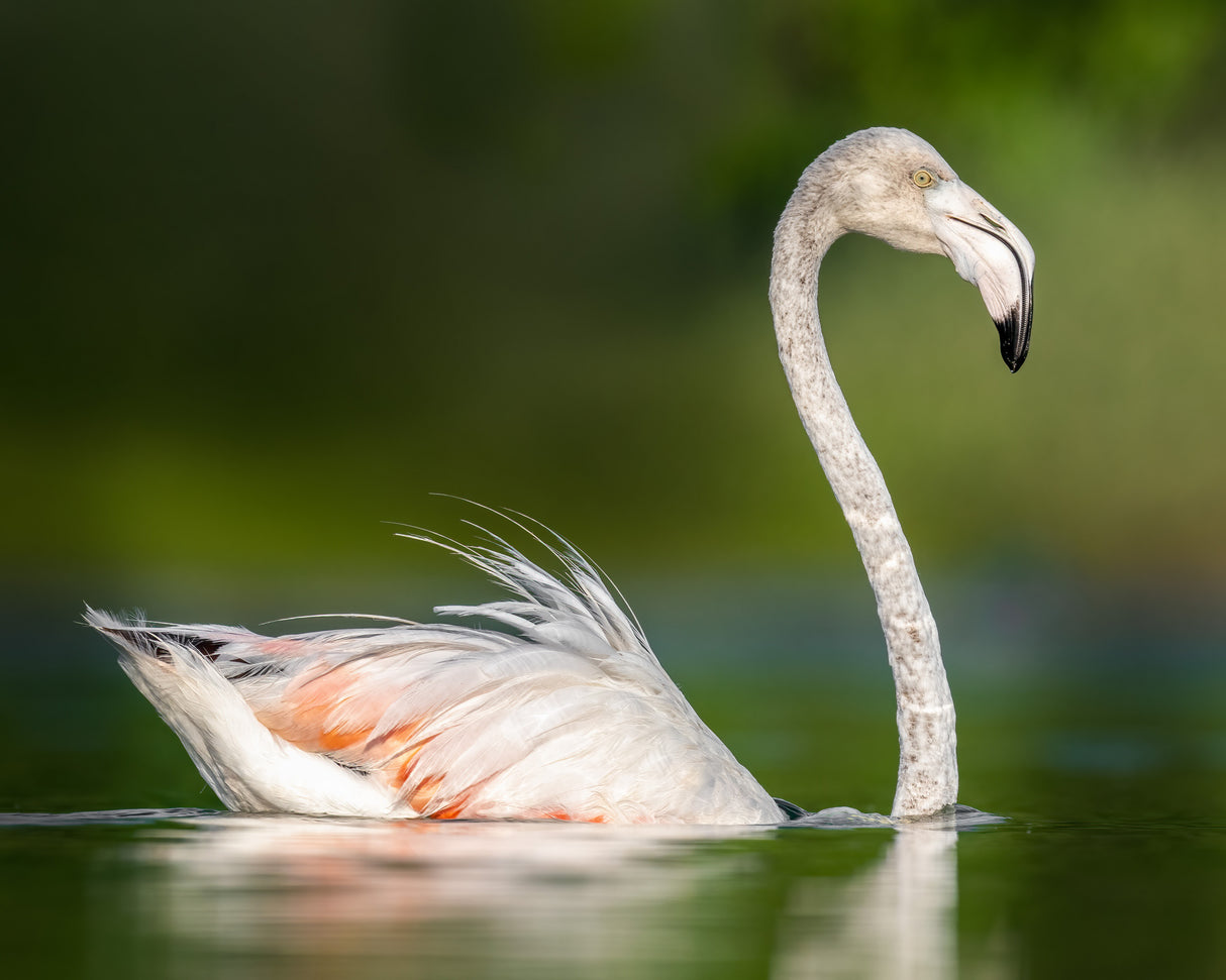 flamingo Poster och Canvastavla
