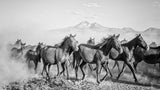 horses Poster och Canvastavla