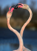 Fighting flamingos Poster och Canvastavla