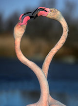 Fighting flamingos Poster och Canvastavla