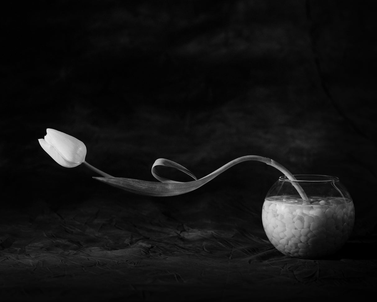 Tulip No. 3 Poster och Canvastavla