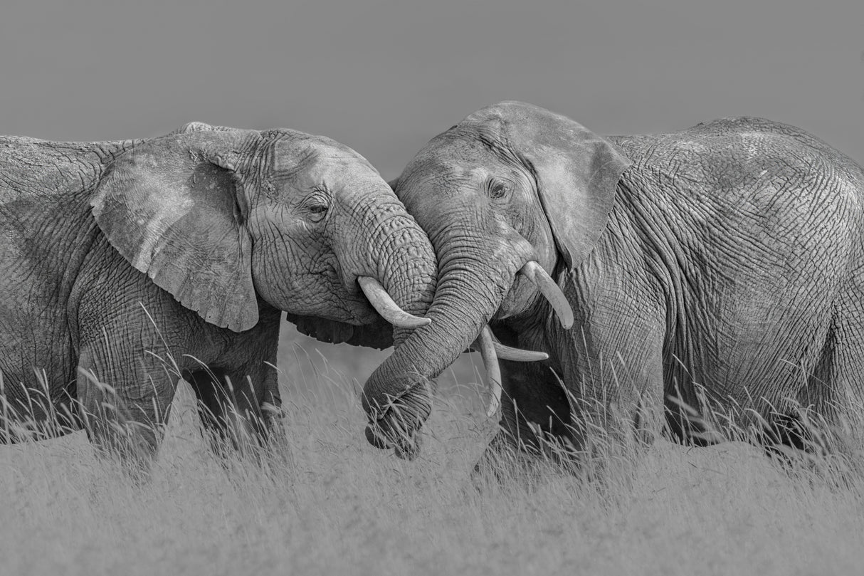 Elephant Flight Poster och Canvastavla