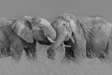 Elephant Flight Poster och Canvastavla