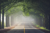 Foggy way Poster och Canvastavla