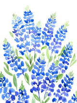 Watercolor Texas bluebonnets Poster och Canvastavla