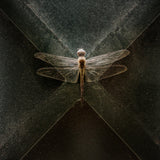 Dragonfly Poster och Canvastavla