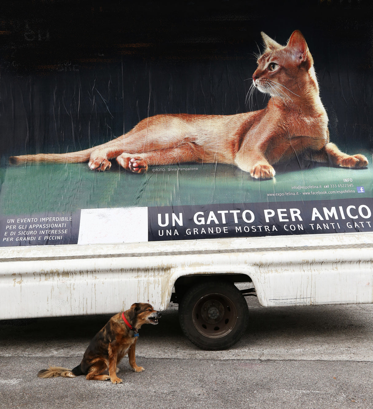 amico!!! Poster och Canvastavla