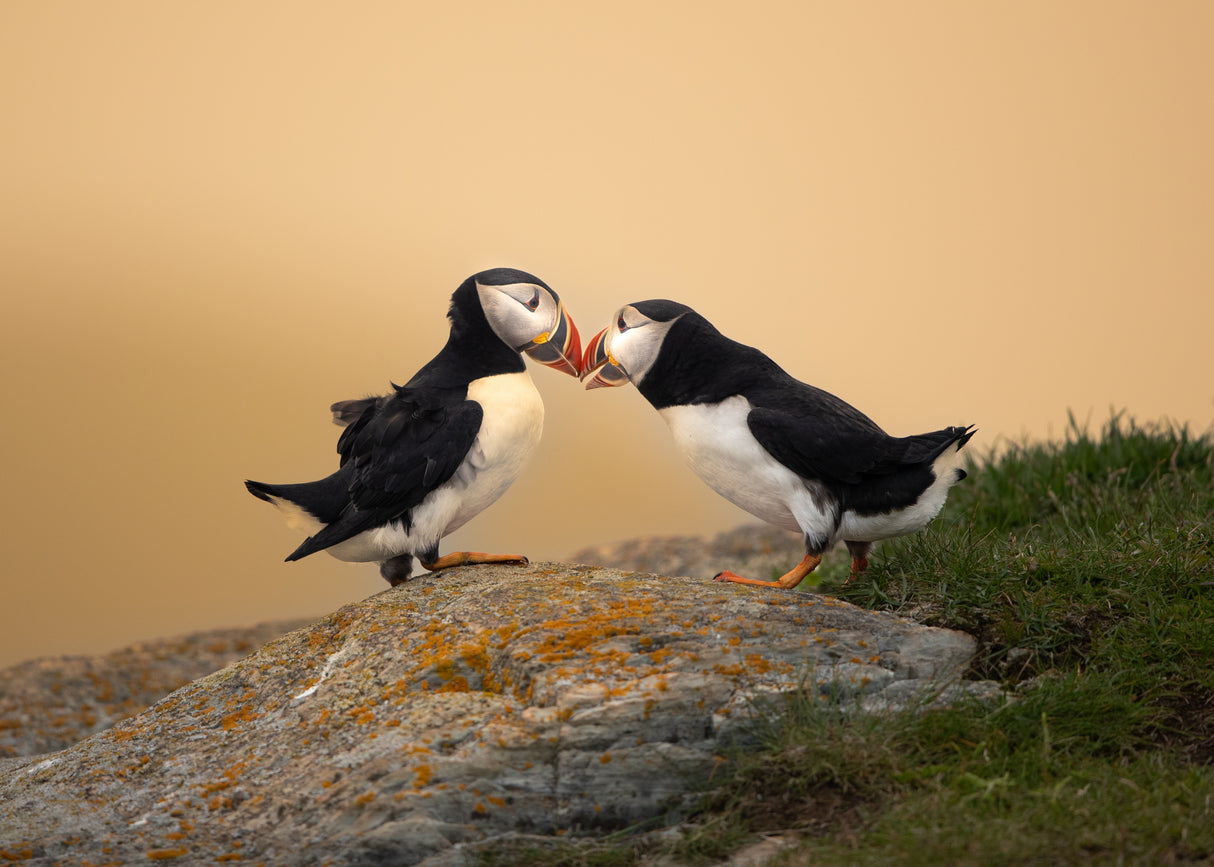 Love Poster och Canvastavla