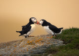 Love Poster och Canvastavla