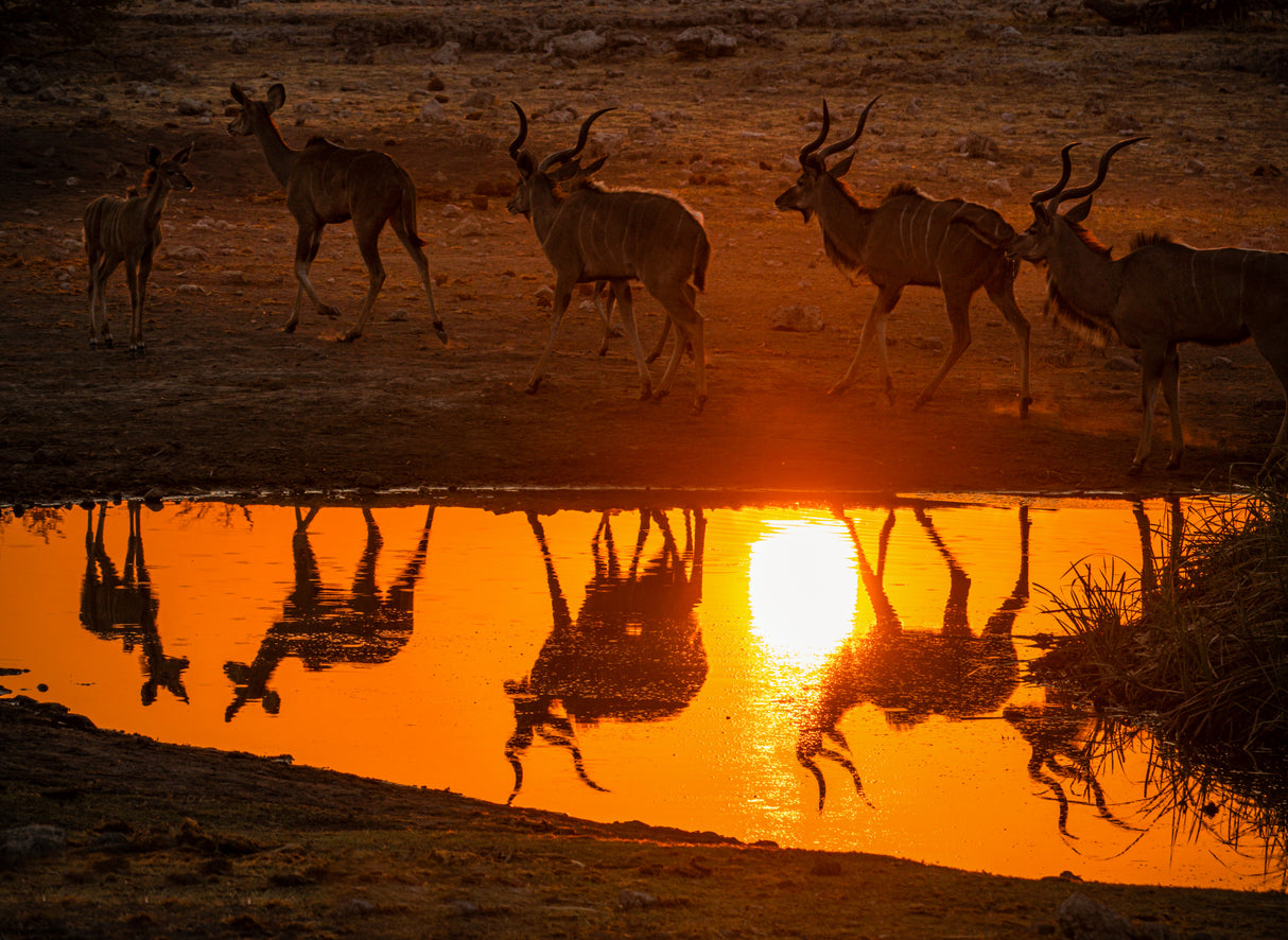 The Kudu at sunset drink Poster och Canvastavla