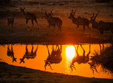 The Kudu at sunset drink Poster och Canvastavla