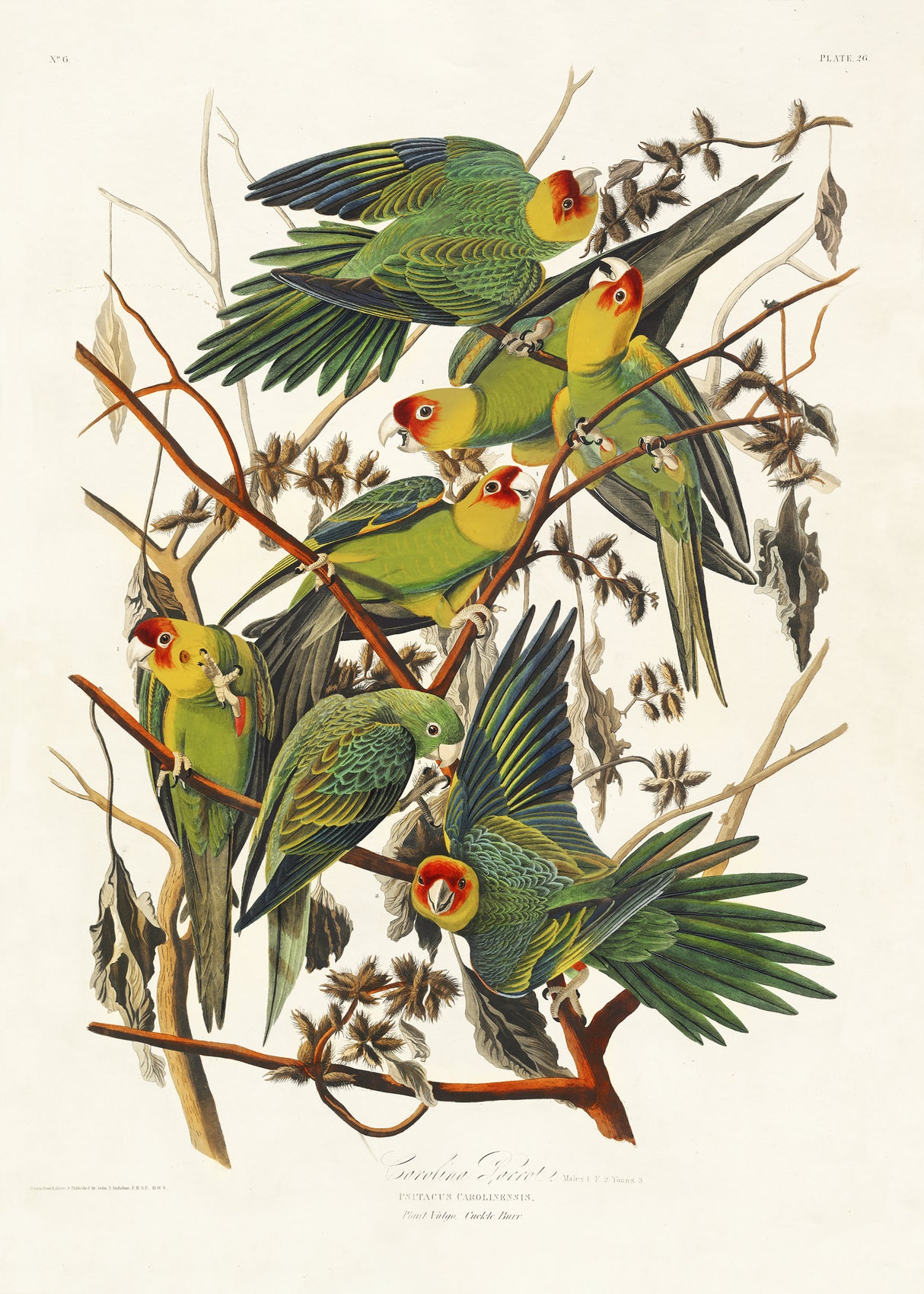 Carolina Parrot From Birds of America (1827) Poster och Canvastavla