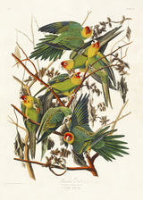 Carolina Parrot From Birds of America (1827) Poster och Canvastavla