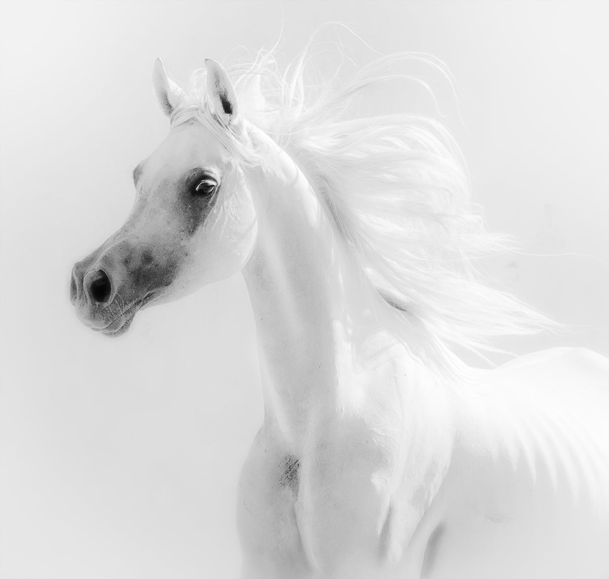 Dream Horse Poster och Canvastavla