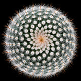 Notocactus scopa Poster och Canvastavla