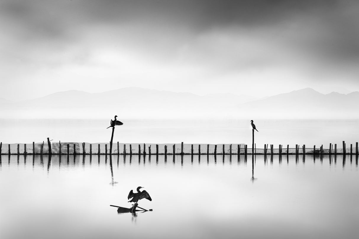Three Cormorants Poster och Canvastavla