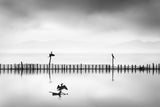 Three Cormorants Poster och Canvastavla