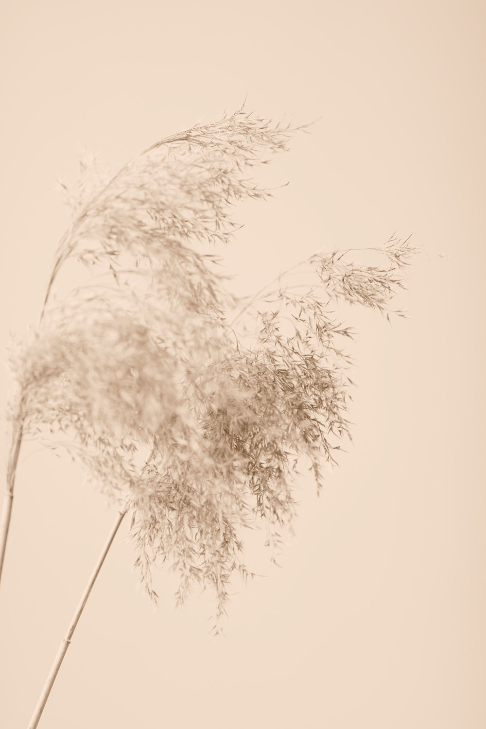 Reed Grass Beige 04 Poster och Canvastavla