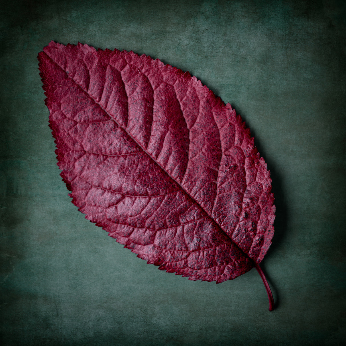 Red leaf Poster och Canvastavla