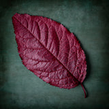 Red leaf Poster och Canvastavla