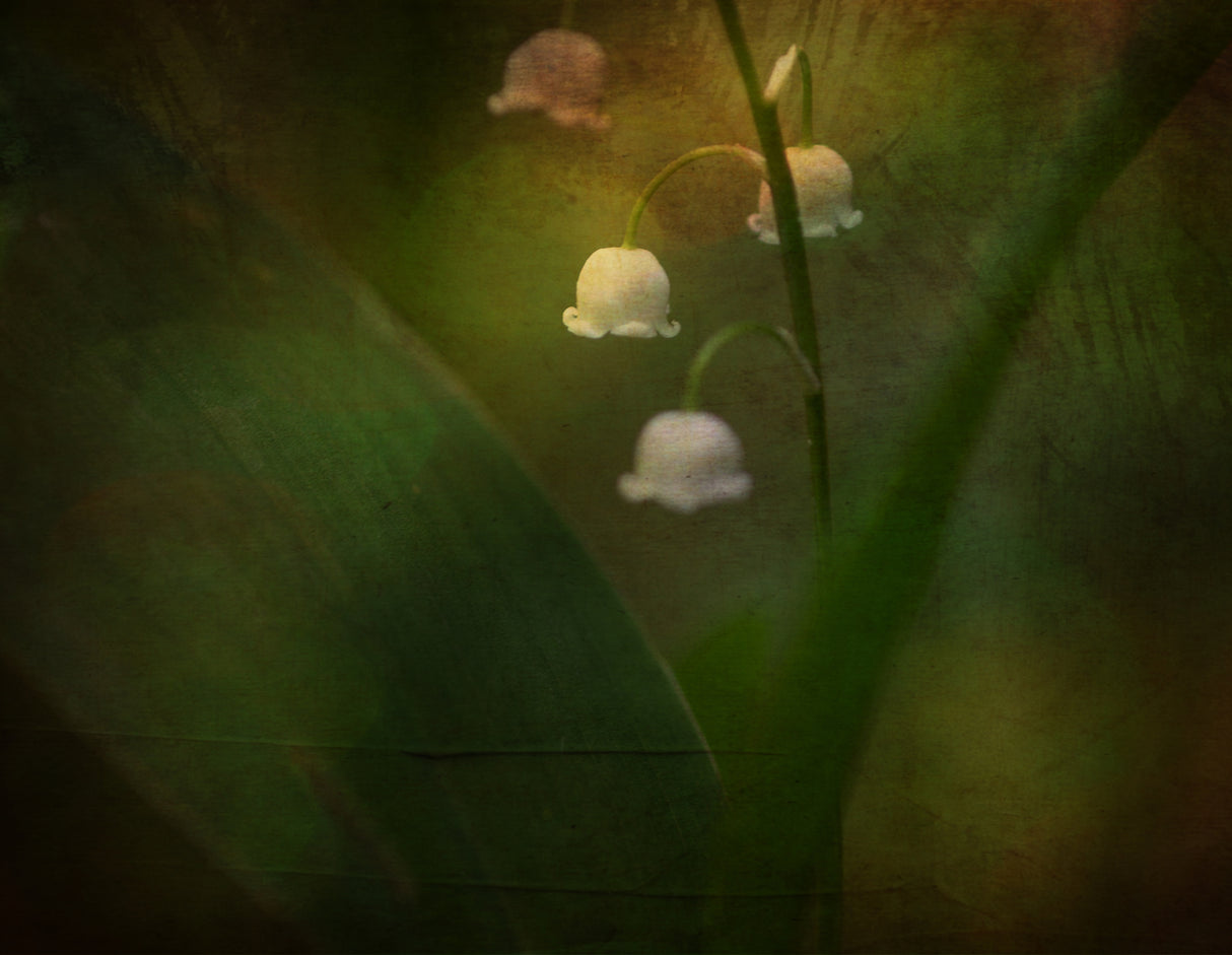 Dreaming of Spring - Lily of the valley Poster och Canvastavla