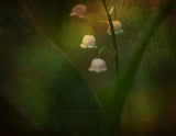 Dreaming of Spring - Lily of the valley Poster och Canvastavla