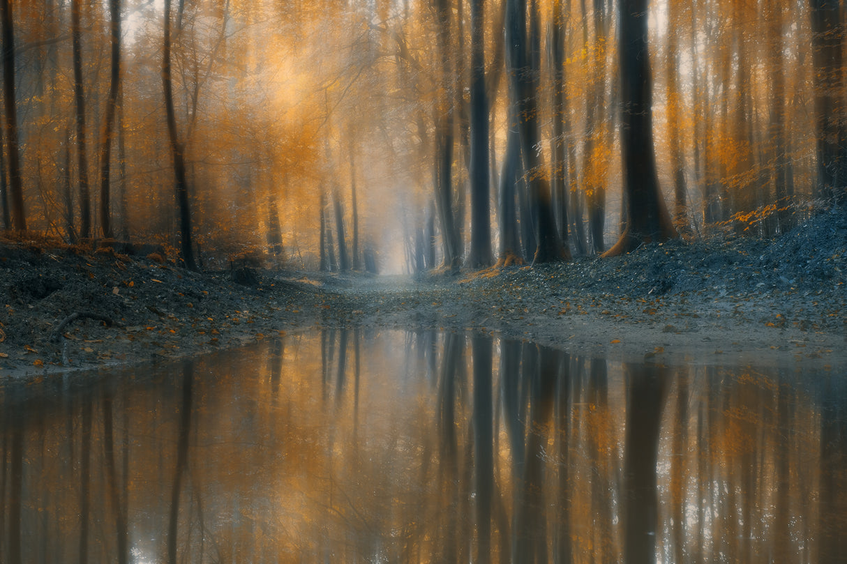 The woods Poster och Canvastavla