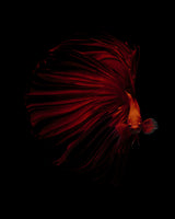 THE RED Poster och Canvastavla