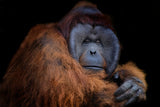 Mr. Orang utan Poster och Canvastavla