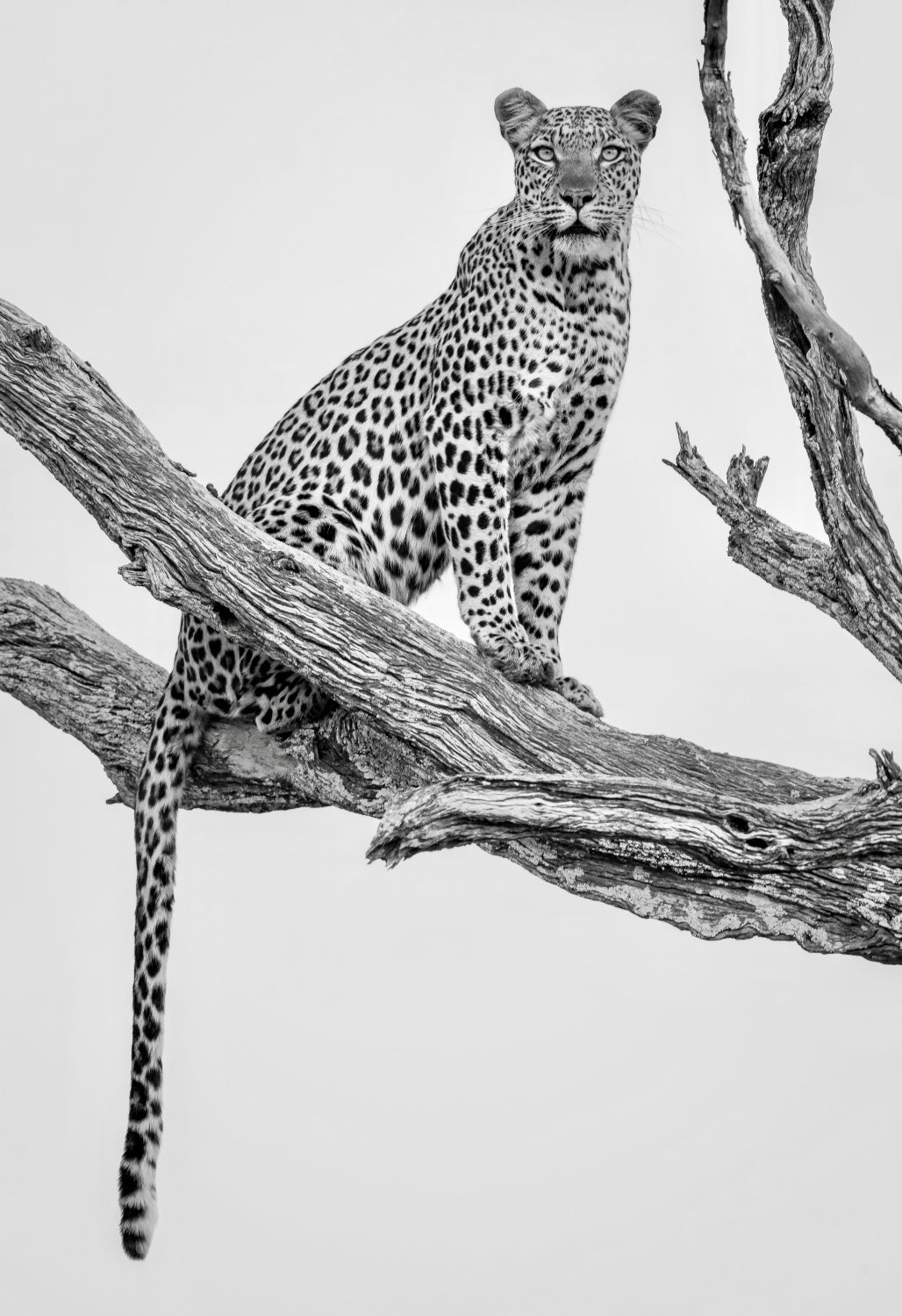 Leopard Portrait - Mono Var Poster och Canvastavla