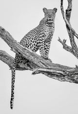 Leopard Portrait - Mono Var Poster och Canvastavla