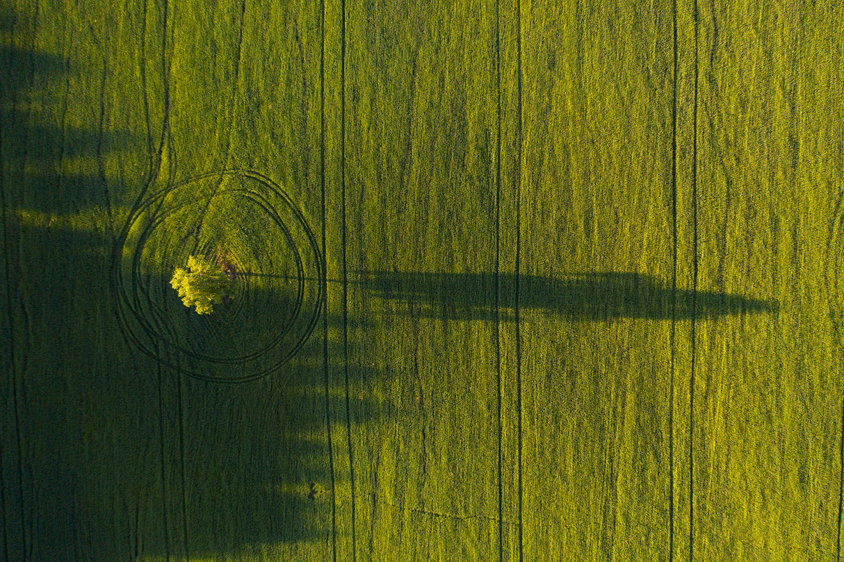 Lonely tree Poster och Canvastavla