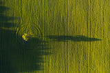 Lonely tree Poster och Canvastavla