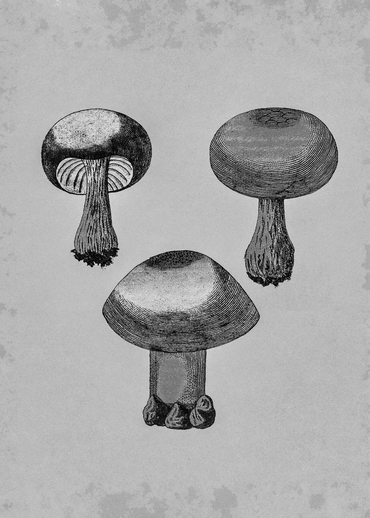 Violet Webcap Mushroom Poster och Canvastavla