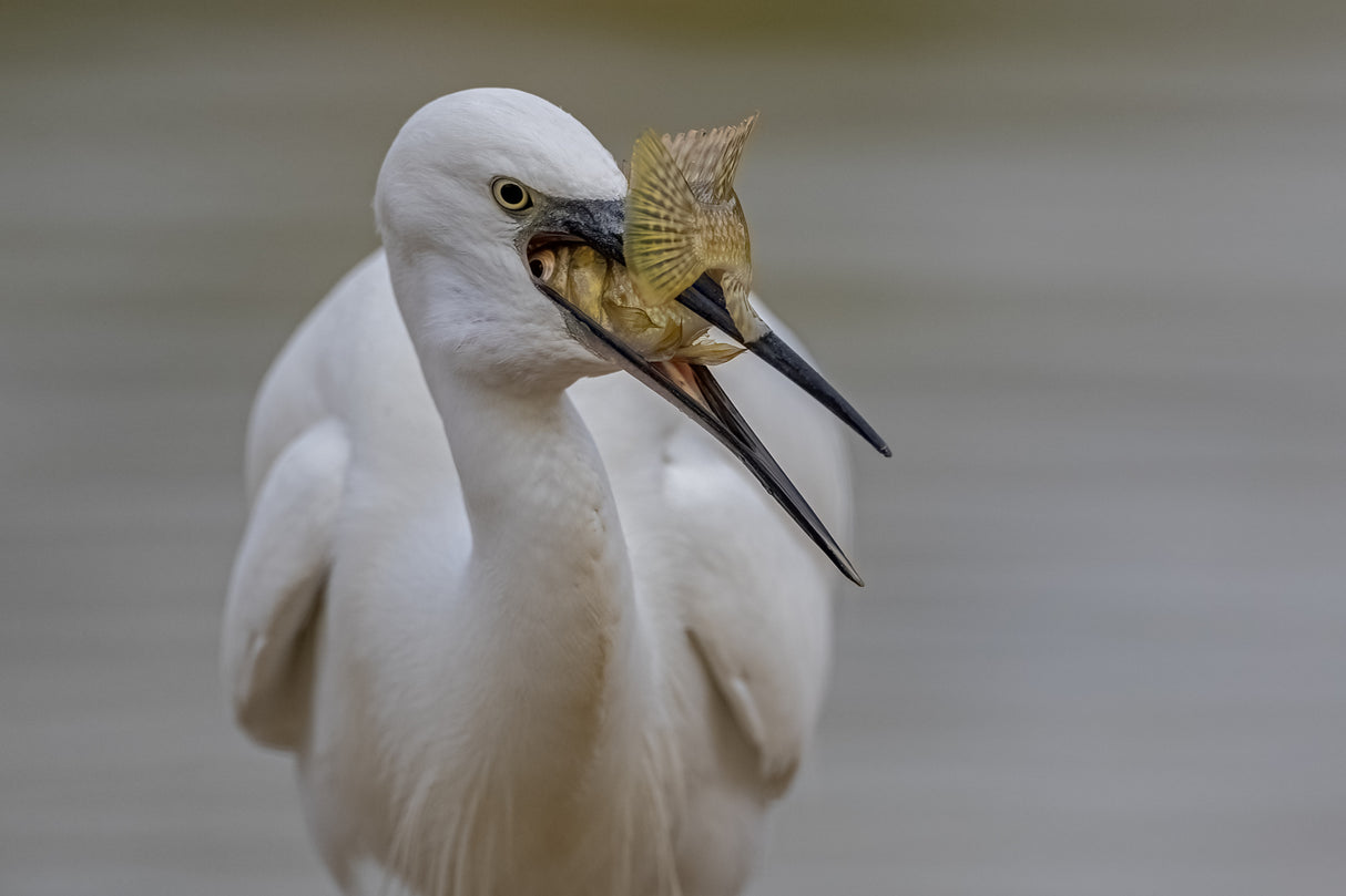 Little egret Poster och Canvastavla