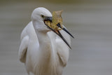 Little egret Poster och Canvastavla