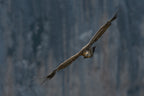 In the Griffon's Kingdom Poster och Canvastavla