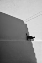 my cat Poster och Canvastavla