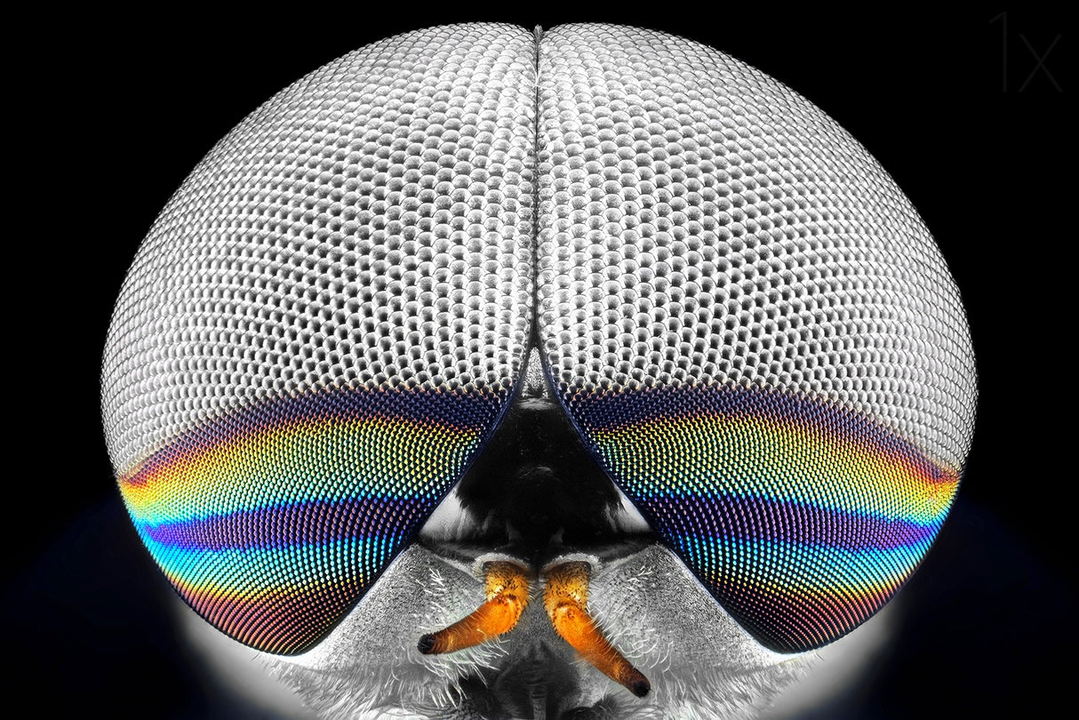 Horsefly Portrait Poster och Canvastavla