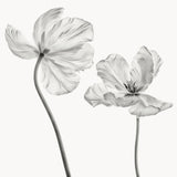 Same tulip : front- and backview Poster och Canvastavla