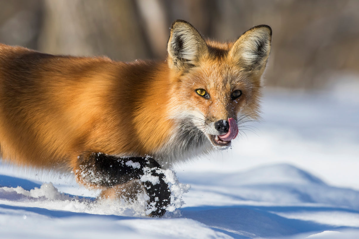 Fox Hunting in winter Poster och Canvastavla