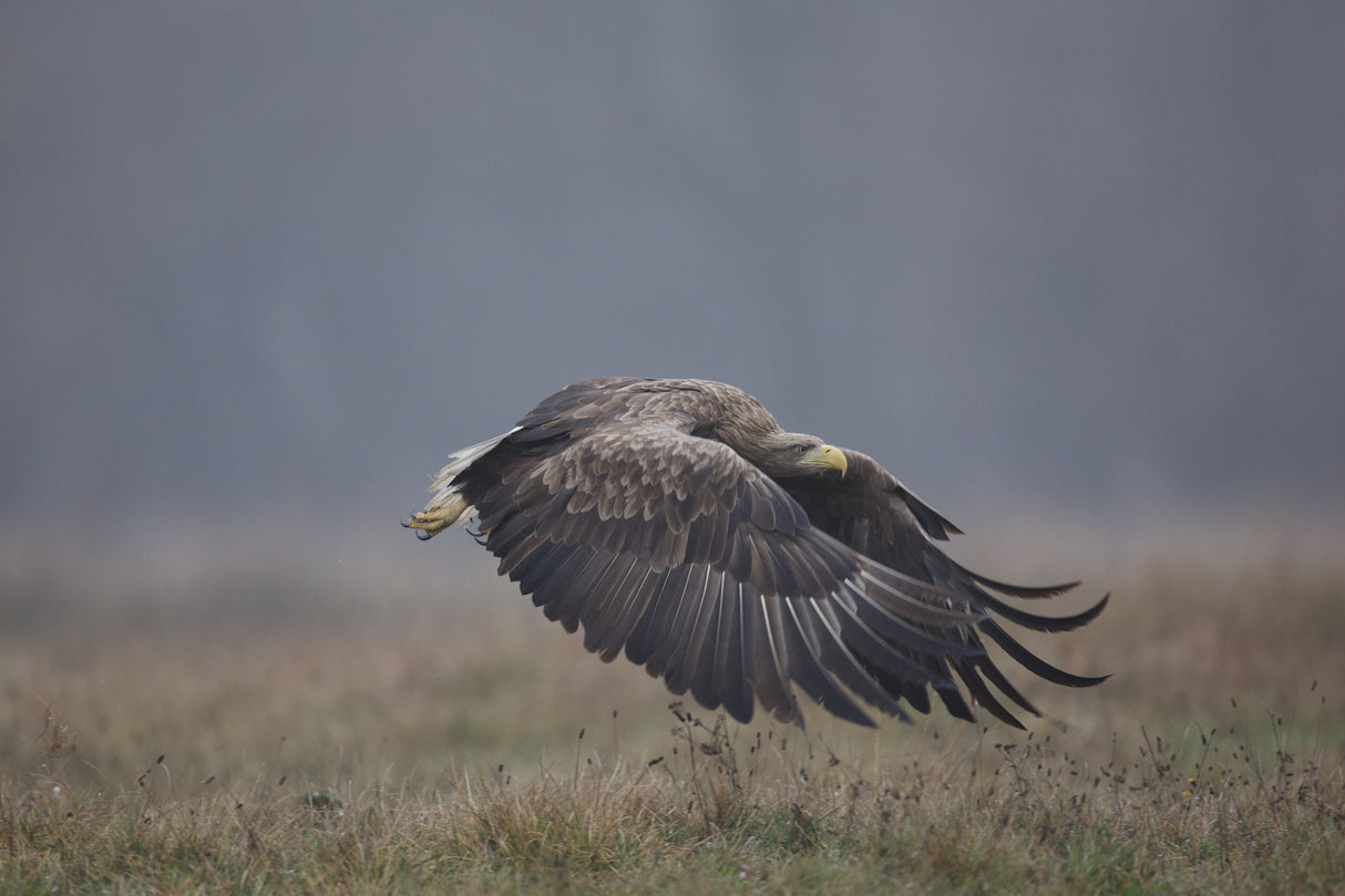 White-tailed eaglenn Poster och Canvastavla